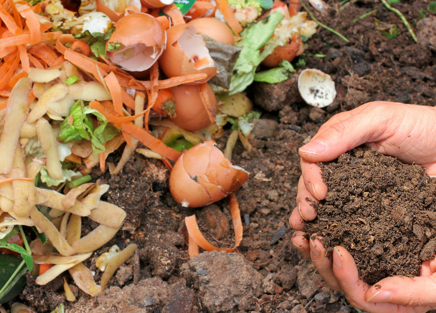Design ohne Titel - 1 Die Biotonne kommt 2026