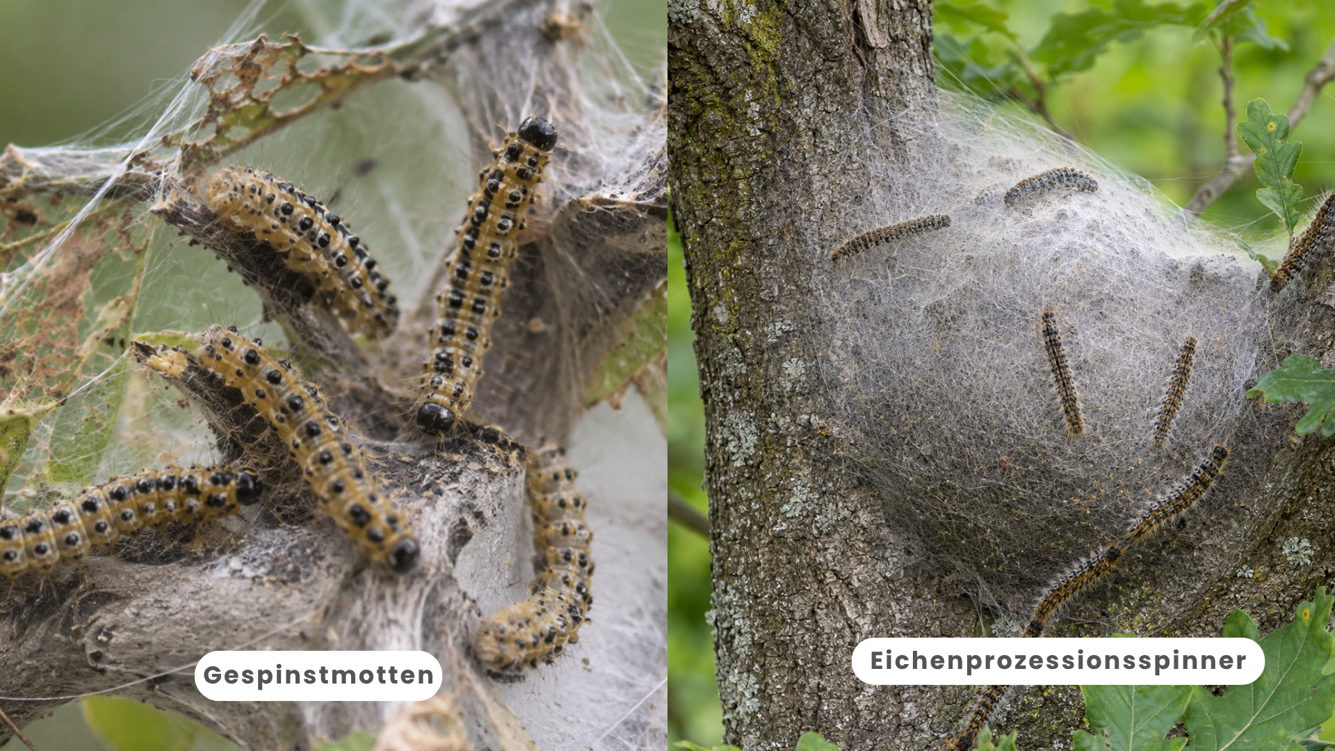 Gespinstmotten oder Eichenprozessionsspinner Gespinstmotten oder Eichenprozessionsspinner