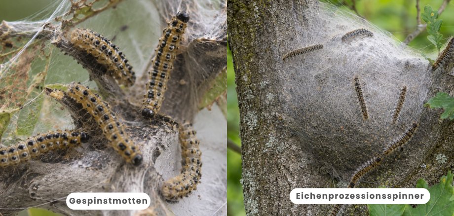 Gespinstmotten oder Eichenprozessionsspinner