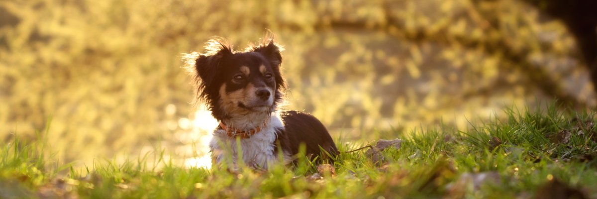 Pastel Collage Etsy Shop Cover Banner - 2