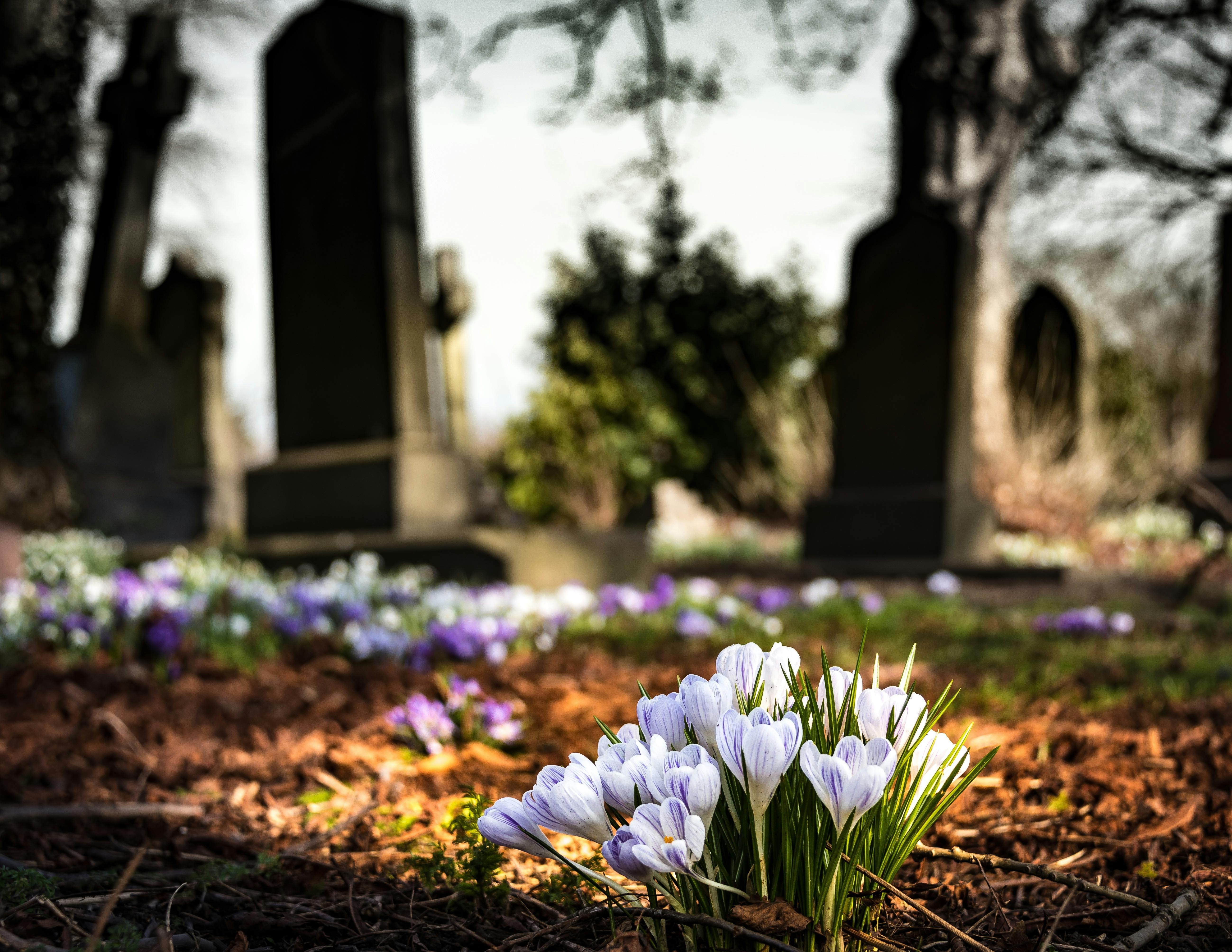 Blumen auf dem Friedhof