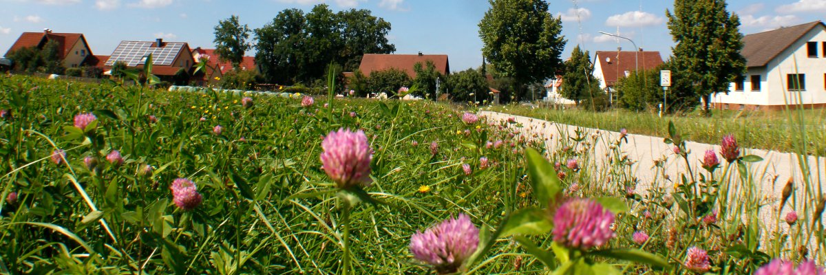 Koestlbach Süd mit Frühlingswiese